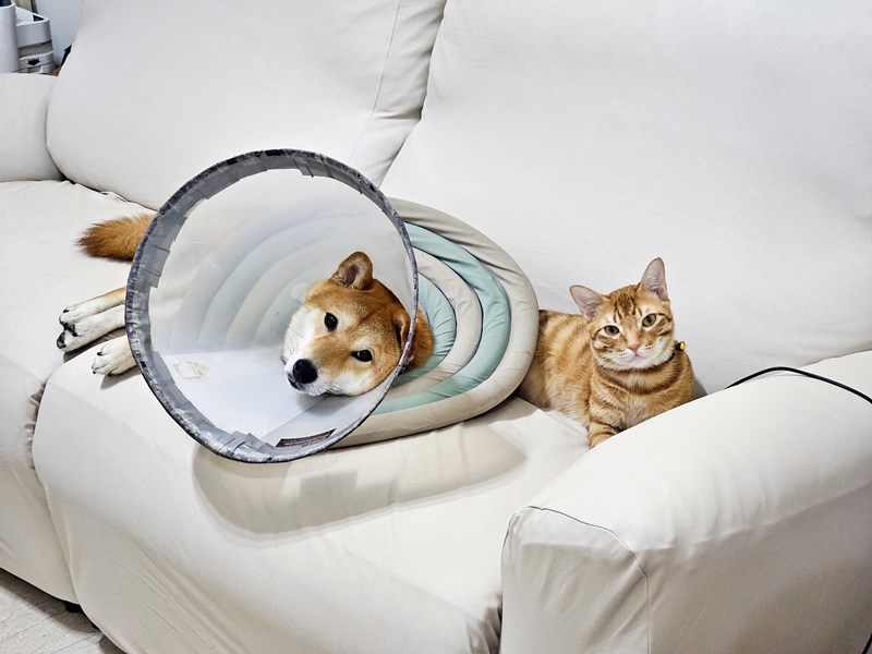 女人知己試用大隊,口碑行銷,部落客行銷,Goodmofamily歸毛家族 寵物肌膚救星組,歸毛家族 寵物肌膚救星,舒敏保濕洗毛乳,護膚噴液,精萃營養霜,博士30年生技專業,給足皮膚營養保護力,無抗生素 無類固醇,神經醯胺,19種綜合胺基酸,榮獲SNQ國家認證,上萬毛爸媽見證,3週幫助皮膚健康,NO.1寵物肌膚口碑霸主,寵物第一護膚領導品牌